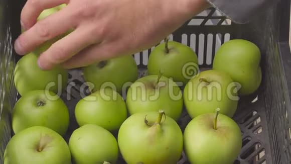特写细节板条箱与绿色苹果在花园夏季果园收获水果种植者的双手视频的预览图