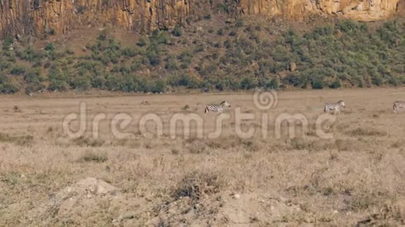 斑马在大草原上奔跑在美丽的岩石的背景下奔向牛群视频的预览图