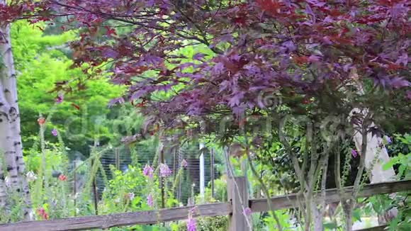 紫狐在日本枫树下闪闪发光视频的预览图