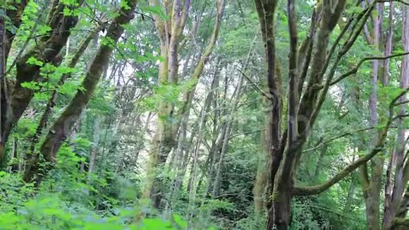 华盛顿州立沿海森林与枫树视频的预览图