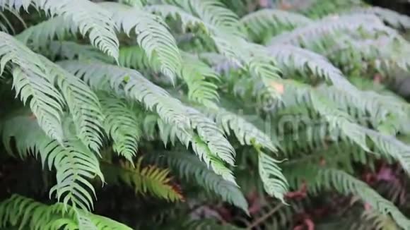 太平洋西北森林覆盖着蕨类植物视频的预览图