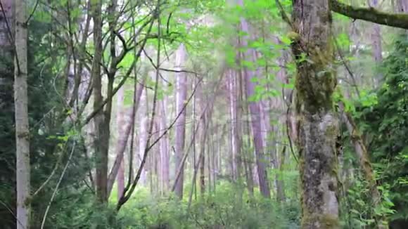 郁郁葱葱的林地中裸露的树干小树林视频的预览图