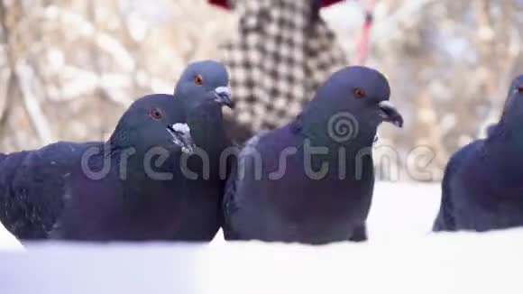 鸽子冬天在公园里吃谷物在经过的背景下公园里鸽子在雪地里啄谷子视频的预览图