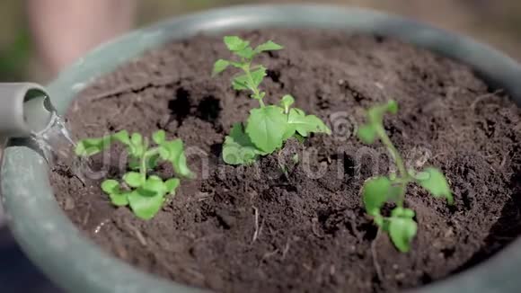 特写镜头盆栽盆栽的过程绿化苗木均种植在备土夏耕视频的预览图