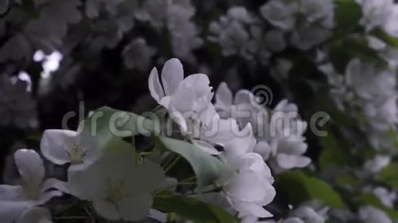 背景办公室摩天大楼的树木上绽放着白色的花朵库存录像春天开花树的自然美视频的预览图
