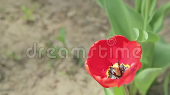 花园里的红色郁金香视频的预览图
