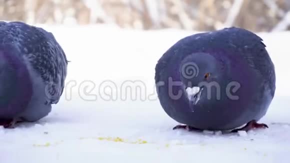 鸽子冬天在公园里吃谷物在经过的背景下公园里鸽子在雪地里啄谷子视频的预览图