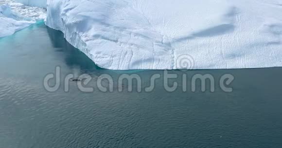 鲸鱼在北极的大自然中被冰山冲破在冰峡湾的景观中结冰驼背鲸与野生动物的空中视频视频的预览图