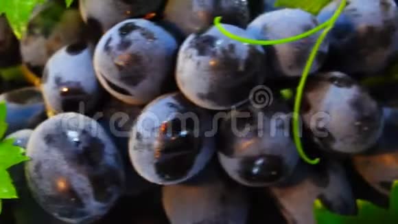 黑色葡萄在圆圈周围旋转视频的预览图