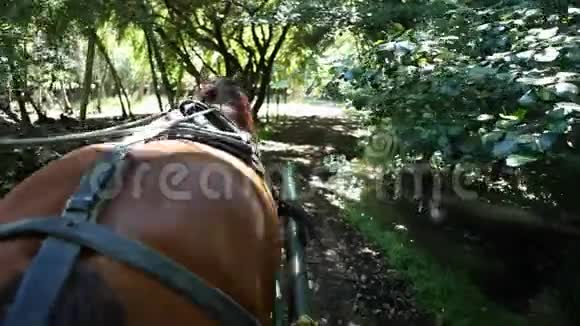 智利的马车视频的预览图