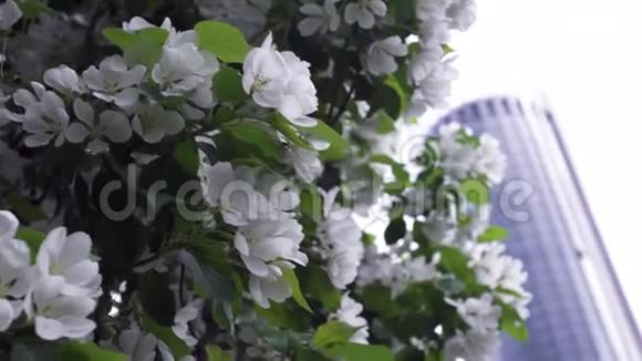 背景办公室摩天大楼的树木上绽放着白色的花朵库存录像春天开花树的自然美视频的预览图