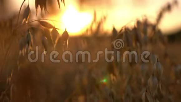 日落农田背景下的金燕麦田视频的预览图