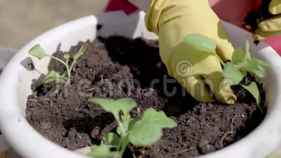 特写镜头盆栽盆栽的过程绿化苗木均种植在备土夏耕视频的预览图