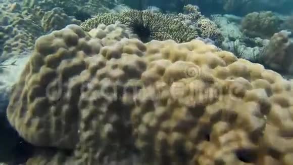 泰国的珊瑚视频的预览图