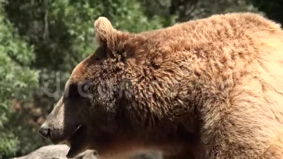 热累了的野棕熊视频的预览图