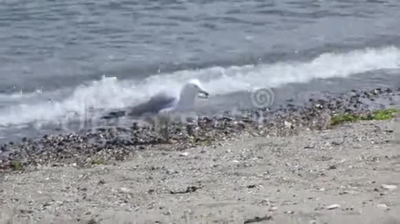 杰里科海滩岸边的海鸥和加拿大鹅视频的预览图