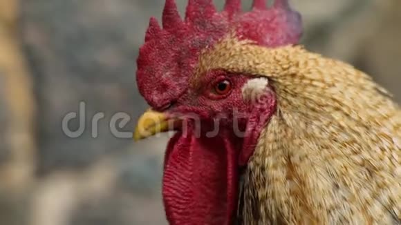 布朗公鸡肖像贴得很近视频的预览图