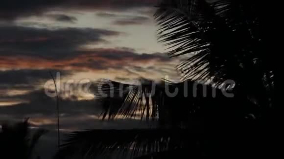 4K椰子树枝和叶子视频的预览图