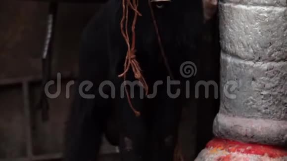 尼泊尔加德满都广场上绑着铃铛的黑山羊等待动物献祭视频的预览图