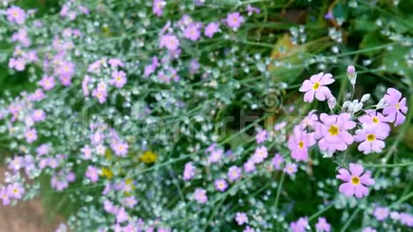 背景为绿色草地的紫罗兰花令人心旷神怡花田和风轻轻地吹视频的预览图