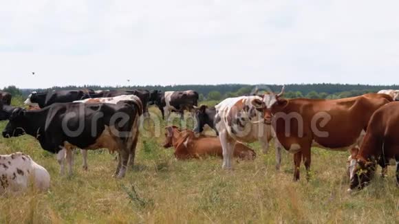 牛群在草地上放牧夏日视频的预览图