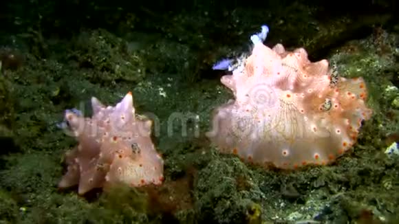 卡尔森苏拉威西莱姆贝赫海峡珊瑚上的哈尔格达哈尔格达卡尔索尼视频的预览图