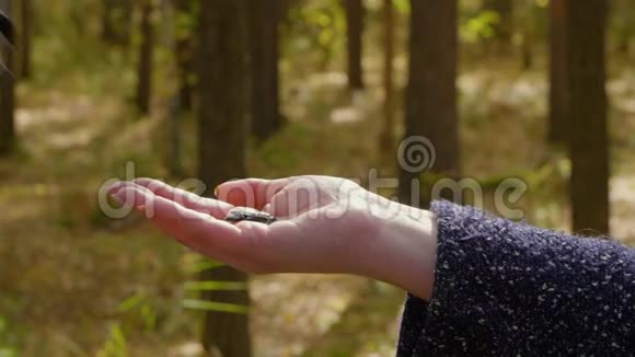 在森林里吃女人手掌上的葵花籽软焦视频的预览图