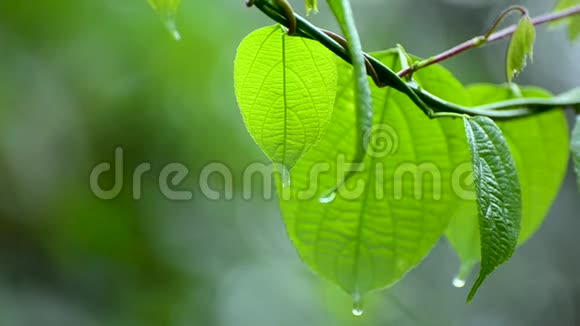 雨季雨水落在植物湿润的叶子上视频的预览图