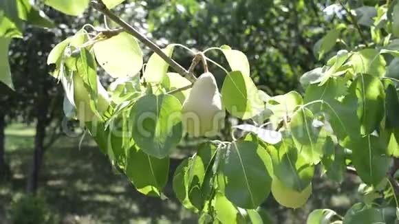 果树大梨挂在树上视频的预览图