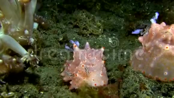 卡尔森苏拉威西莱姆贝赫海峡珊瑚上的哈尔格达哈尔格达卡尔索尼视频的预览图