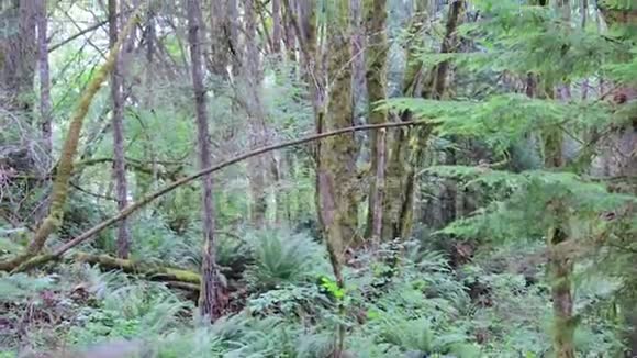 用苔藓树干攀援林冠视频的预览图