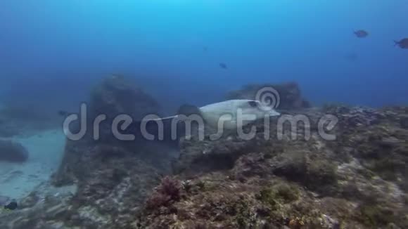 牛尾黄貂鱼扇尾黄貂鱼或牛尾黄貂鱼游过珊瑚礁视频的预览图