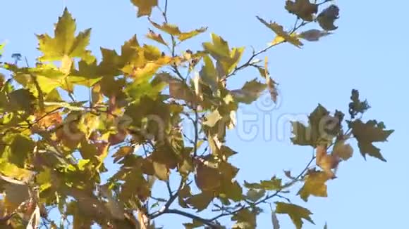 秋天的枫树上有黄绿相间的叶子映衬着蓝天视频的预览图