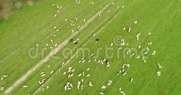 野外放牧羊群的空中运动视野视频的预览图