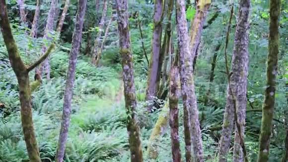 西北太平洋森林中枫树的细长树干视频的预览图
