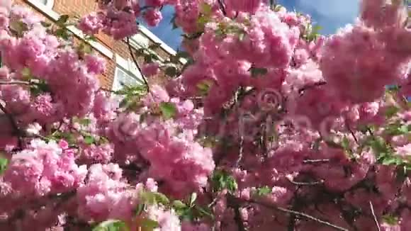 舒适的一天粉红色的宽赞樱桃花视频的预览图