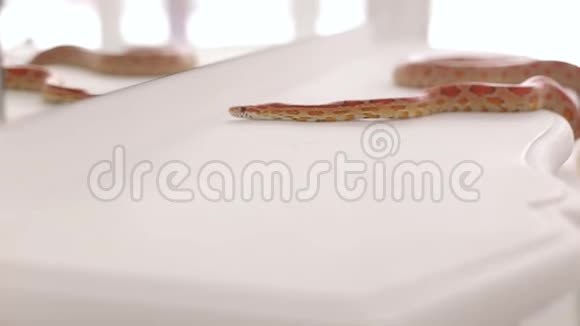 五颜六色的橙色蛇爬在白色的老式桌子上特写毒蛇视频的预览图