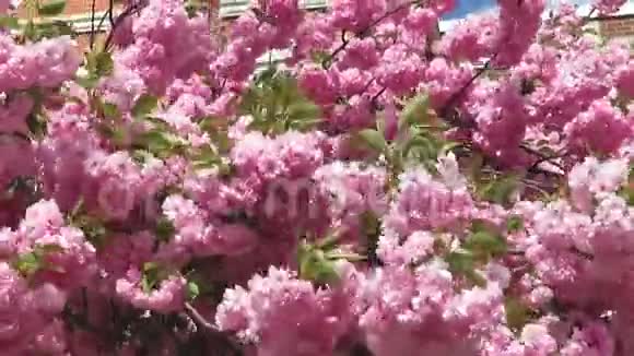 风和日丽的粉色宽赞樱花视频的预览图