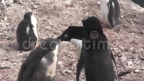 成年的阿黛丽企鹅它们已经在蜂群中喂养大雏鸟视频的预览图