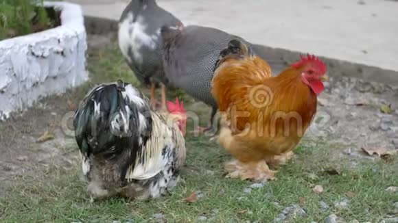一只母鸡在一个小农场里自由自在地奔跑视频的预览图