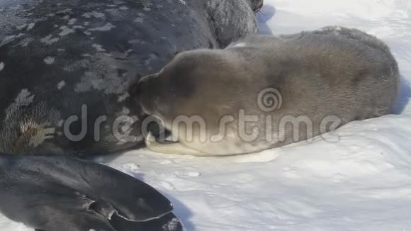 小狗海豹韦德尔她躺在南极洲的冰面上靠近雌性喂奶视频的预览图