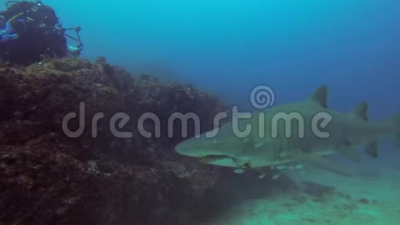 水下摄影师潜水者和照相机水下摄影鲨鱼照片视频的预览图