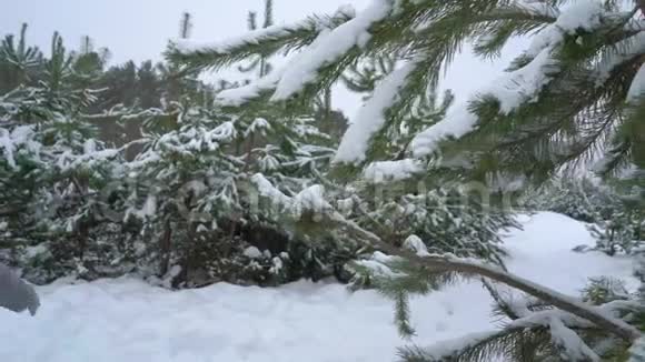 冬天雪天在松林散步的女人后景视频的预览图