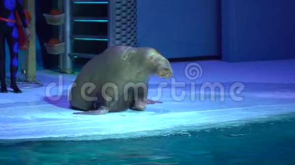 海豚馆海豚表演及水上乐园表演海象海豹在表演中表现出完美毛皮海豹在玩耍视频的预览图