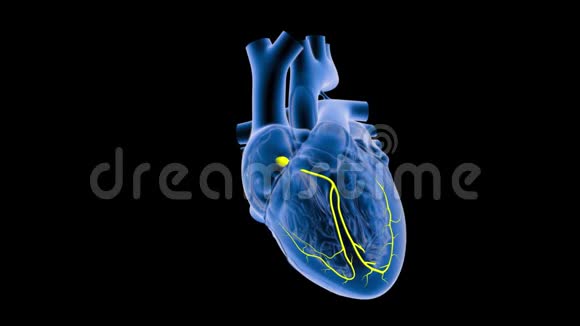 心脏的AV节点信号视频的预览图