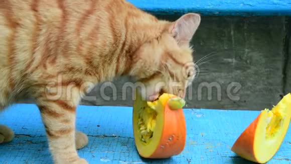 红猫在长凳上吃南瓜视频的预览图