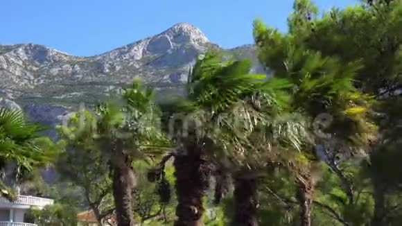 海滩上热带棕榈树的分支背景是山脉视频的预览图