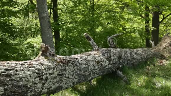 徒步旅行者走在森林中倒下的树木上视频的预览图