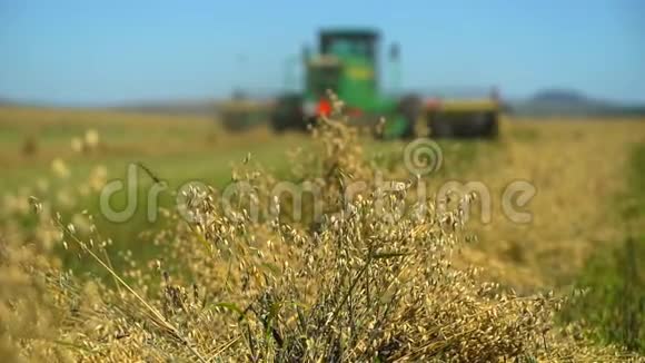 把采集的庄稼结合起来小麦收获收割机燕麦小麦黑麦谷物作物季节农村视频的预览图