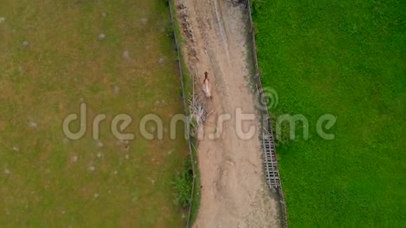 奶牛在农村行走空中摄影视频的预览图